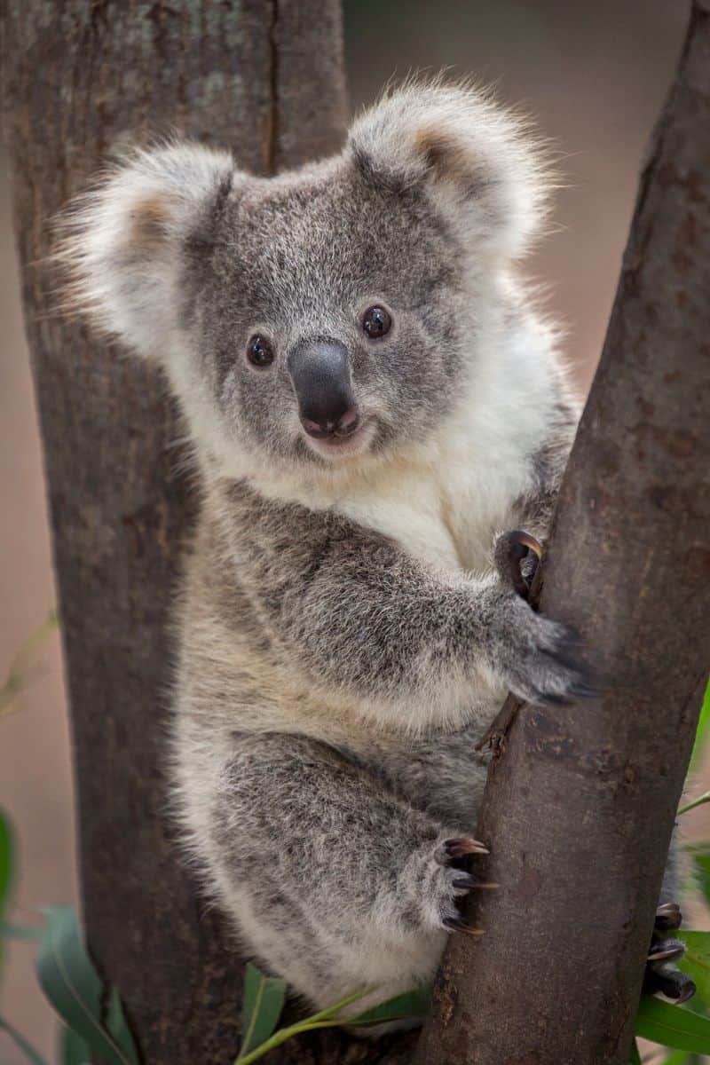 Close-up of a koala clinging to a tree in Australia, showcasing its fluffy ears and grey fur